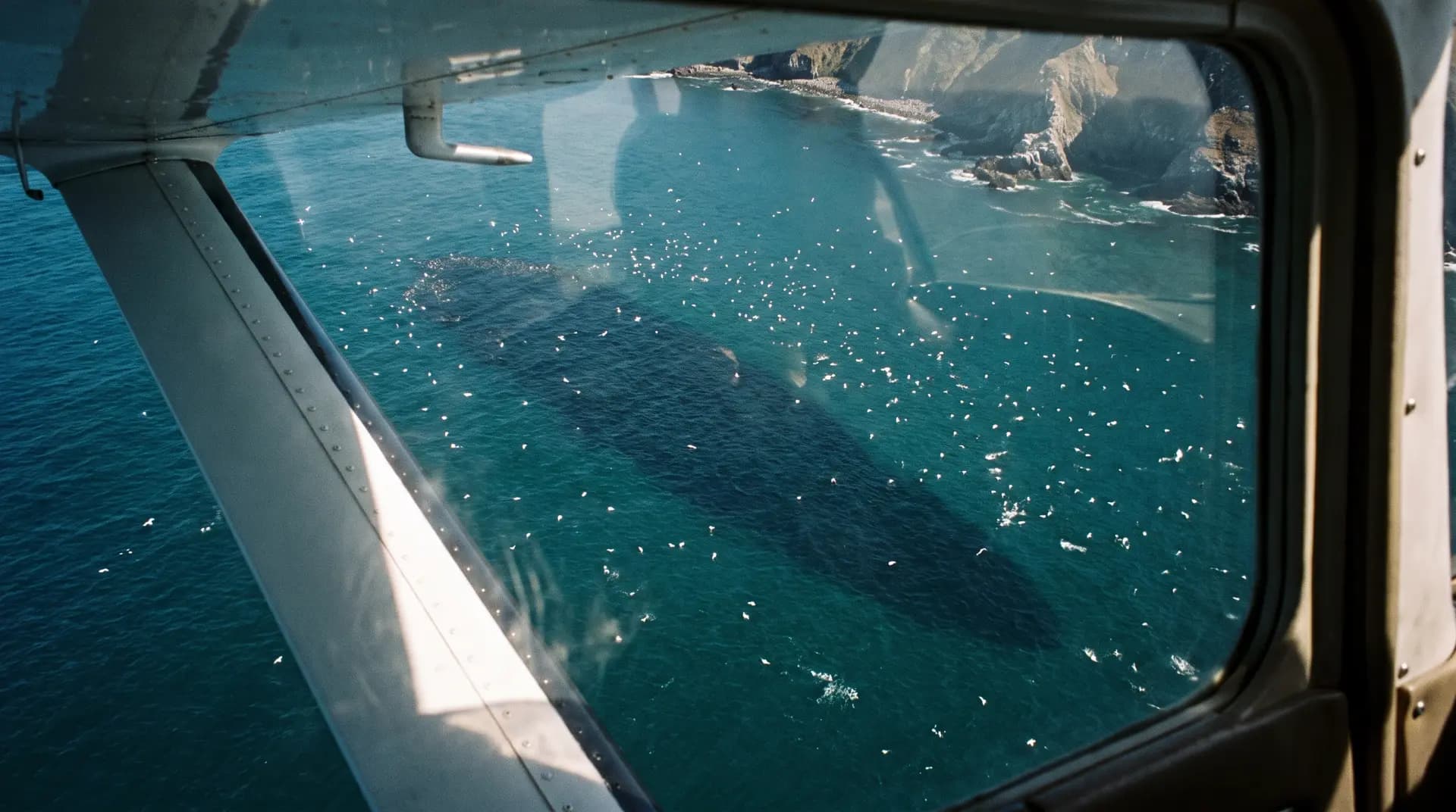 Sardine shoal seen from the spotter plane